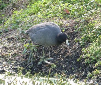 American Coot showing feet by Lee LPkr