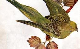 Birds Vol 1 #1 – The Australian Grass Parrakeet(Parakeet)