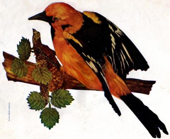 Golden Oriole Golden Oriole