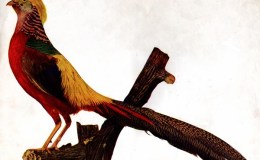 Birds Vol 1 #1 – The Golden&nbsp;Pheasant
