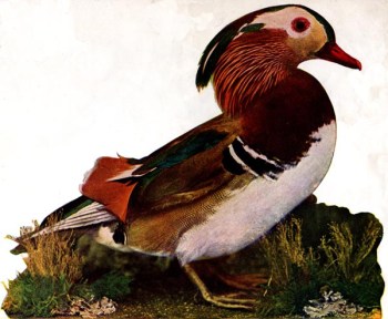 Mandarin Duck