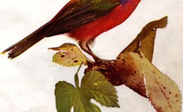 Birds Vol 1 #1 – Nonpareil – Painted&nbsp;Bunting
