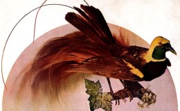 Birds Vol 1 #1 – The Red Bird Of&nbsp;Paradise