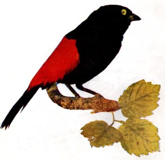 Red-Rumped Tanager