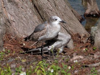 Laughing Gull Imm injured wing