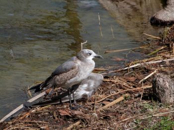 Laughing Gull Imm injured wing