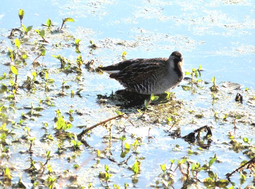 Sora (Porzana carolina) by Lee at Circle B