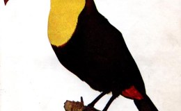 Birds Vol 1 #1 – The Yellow Throated or (Black-mandibled) Toucan