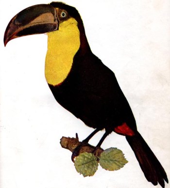 Black-mandibled Toucan (Ramphastos ambiguus) for the Birds Illustrated article