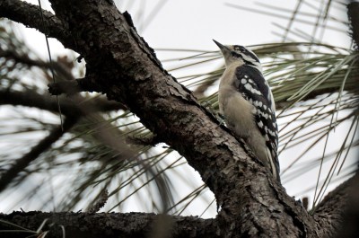Downy Woodpecker (Picoides pubescens) Brevard Zoo by Dan
