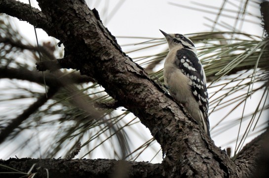 Downy Woodpecker (Picoides pubescens) Brevard Zoo by Dan