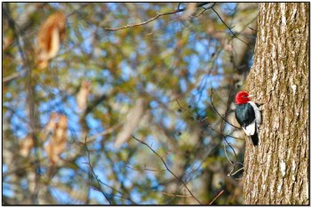 Red-headed Woodpecker (Melanerpes erythrocephalus) by Daves BirdingPix