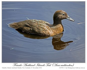 Auckland Teal (Anas aucklandica) Female by Ian 2