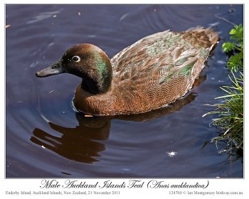 Auckland Teal (Anas aucklandica) Male by Ian 1