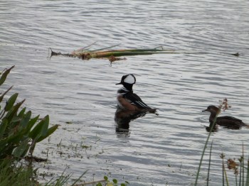 Hooded Merganser (Lophodytes cucullatus) with Hood up by Lee