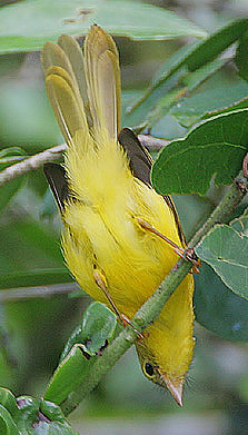 Little Yellow Flycatcher (Erythrocercus holochlorus) ©WikiC