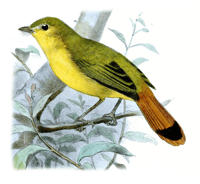 Livingstone’s Flycatcher (Erythrocercus livingstonei) Drawing WikiC