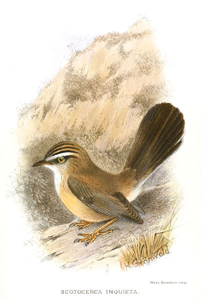 Streaked Scrub Warbler (Scotocerca inquieta) Drawing WikiC