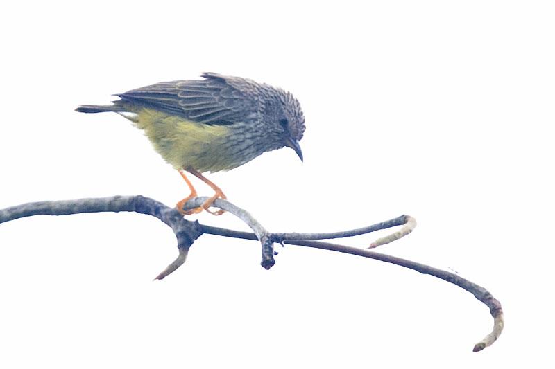 Tit Hylia (Pholidornis rushiae ussheri) by Arthur Grosset