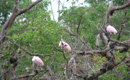 Where Did They Go and Why? Bird&nbsp;Mystery