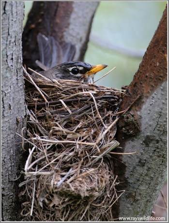 American Robin (Turdus migratorius) by Raymond Barlow