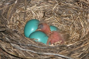 American Robin (Turdus migratorius) Eggs and 1 hatchling ©©SenzEnina