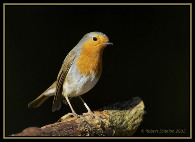 European Robin (Erithacus rubecula) by Robert Scanlon