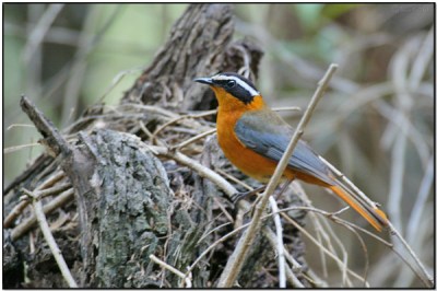 White-browed Robin-Chat (Cossypha heuglini) by Daves BirdingPix