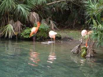 American Flamingo (Phoenicopterus ruber) Brevard Zoo by Lee