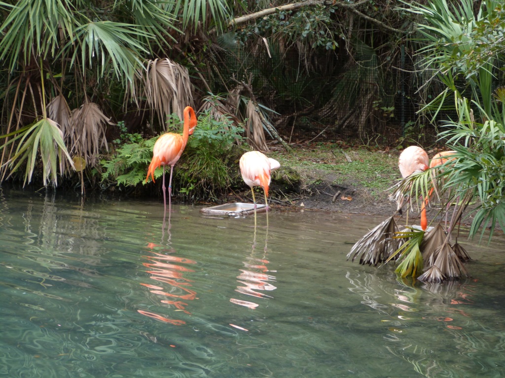 American Flamingo (Phoenicopterus ruber) Brevard Zoo by Lee