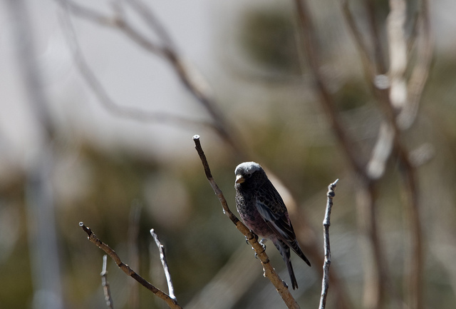 Black Rosy Finch (Leucosticte atrata) ©©Michaelandhelencox