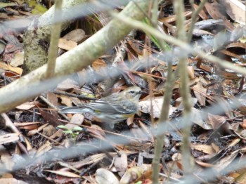 Myrtle Warbler (Setophaga coronata) Brevard Zoo by Lee