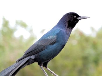 Boat-tailed Grackle (Quiscalus major) at Viera by Lee