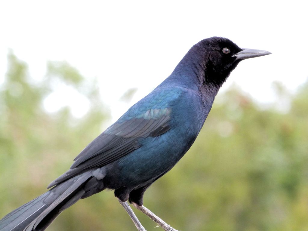 Boat-tailed Grackle (Quiscalus major) at Viera by Lee