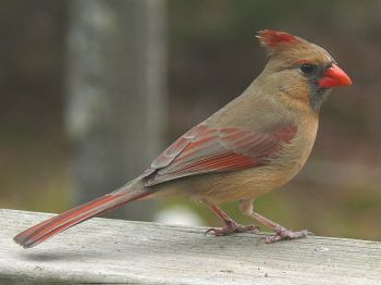 Northern Cardinal (Cardinalis cardinalis) Female ©WikiC