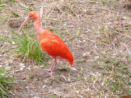 Scarlet Ibis (Eudocimus ruber) Brevard Zoo by Lee