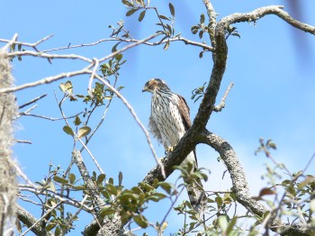 Cooper's Hawk Wild at Lowry Pk Zoo
