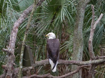 Bald Eagle (Haliaeetus leucocephalus) Brevard Zoo by Lee