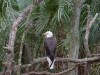 Bald Eagle (Haliaeetus leucocephalus) Brevard Zoo by Lee