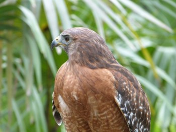 Red-shouldered Hawk (Buteo lineatus) Brevard Zoo by Lee