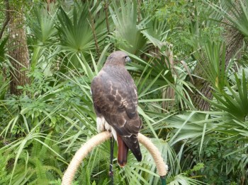 Red-tailed Hawk (Buteo jamaicensis) Brevard Zoo by Lee
