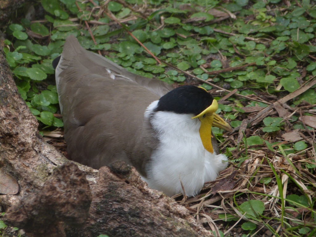 Masked Lapwing (Vanellus miles) Brevard Zoo by Lee