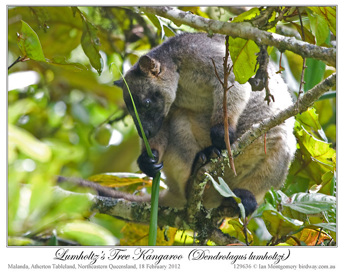 Lumholtz's Tree Kangaroo by Ian