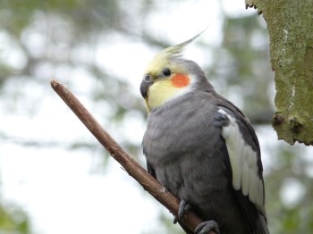 Cockatiel (Nymphicus hollandicus) Brevard Zoo by Lee