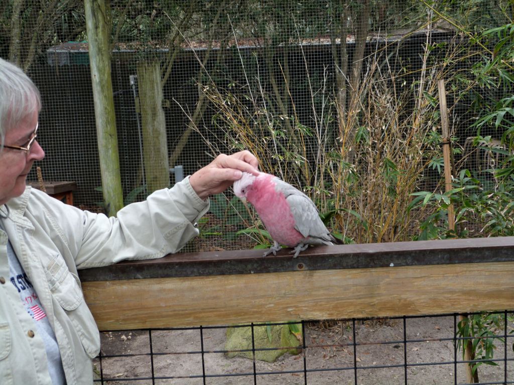 Galah and Lee - Brevard Zoo