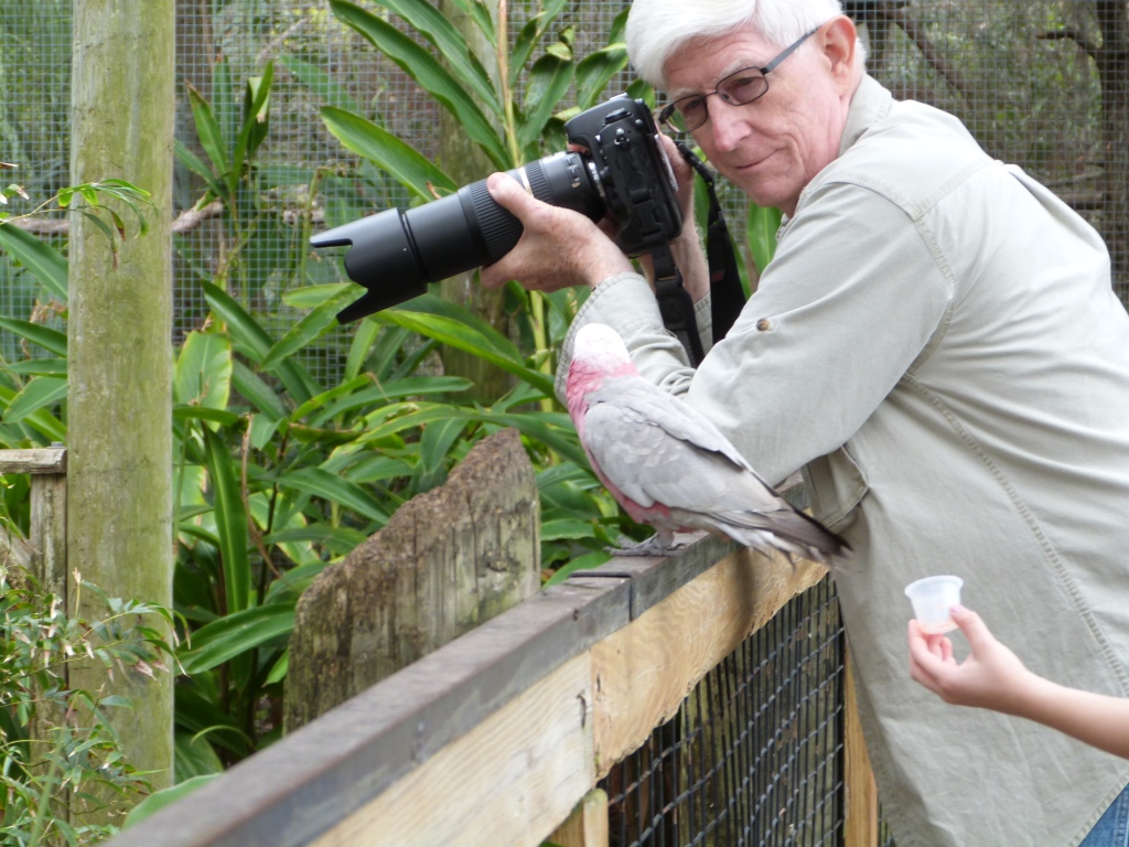 Galah (Eolophus roseicapilla) trying to off juice.