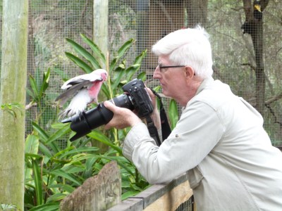 Galah (Eolophus roseicapilla) Hopping on the camera
