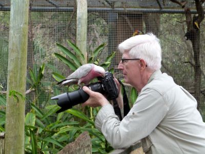 Galah (Eolophus roseicapilla) and Dan