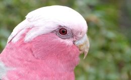 Lily’s New Camera ~ by Emma&nbsp;Foster