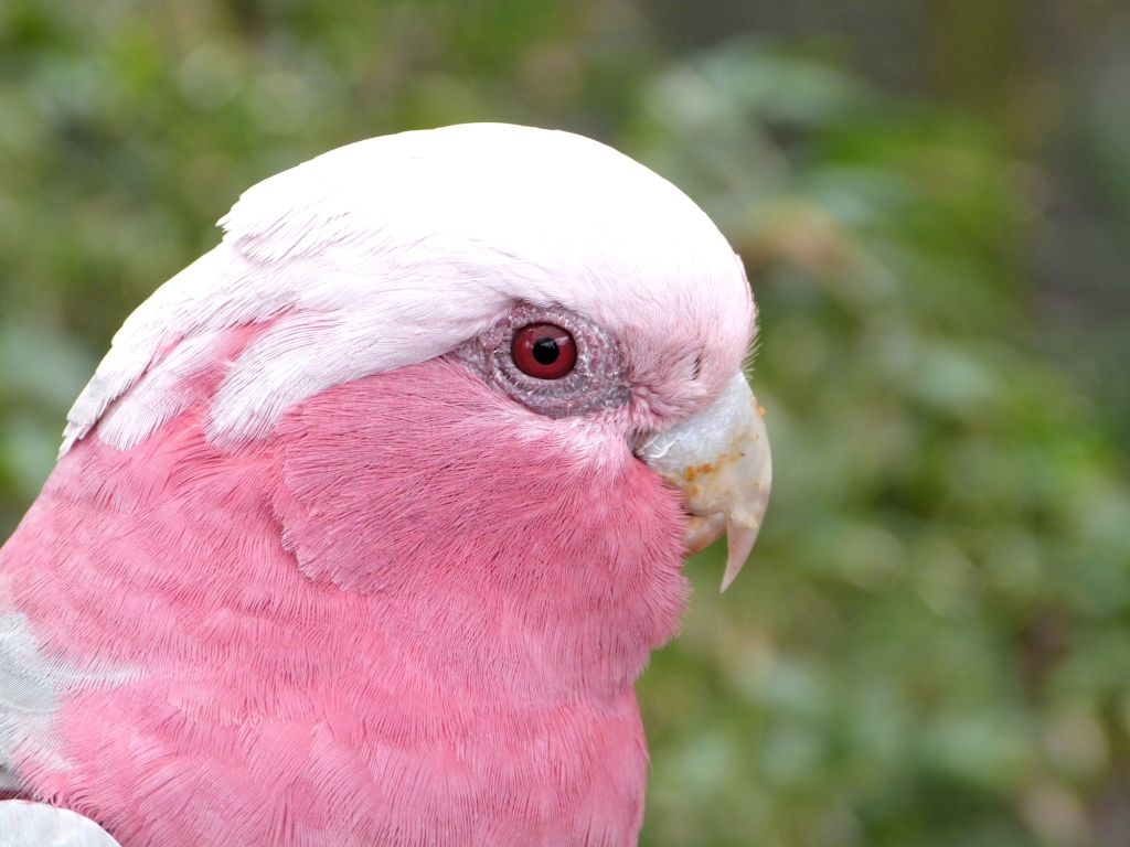 Galah (Eolophus roseicapilla) Cockatoo - Brevard Zoo